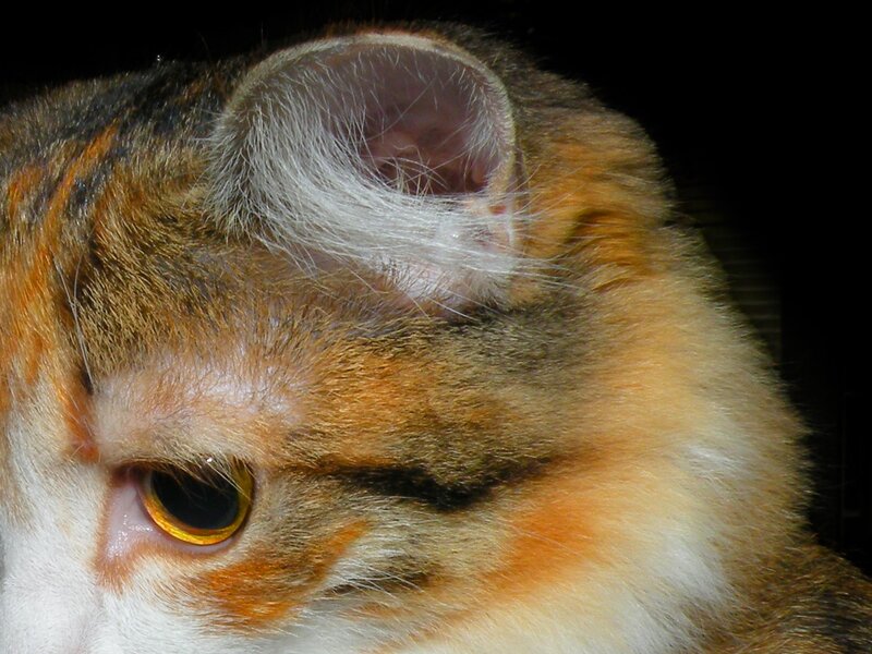 close-up of cat's face