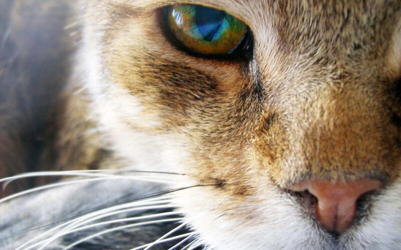 close-up of cat's face