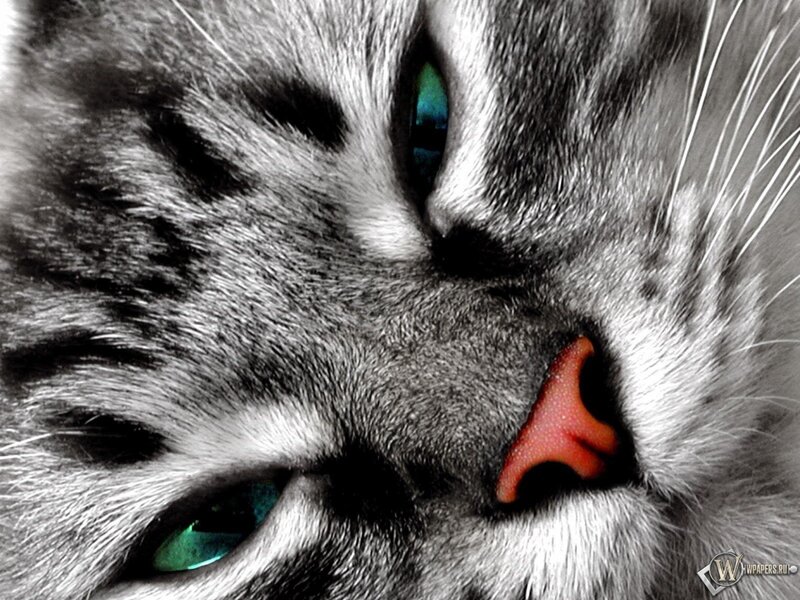 close-up of cat's face