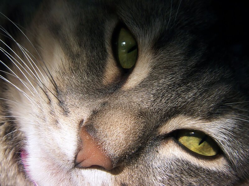 close-up of cat's face