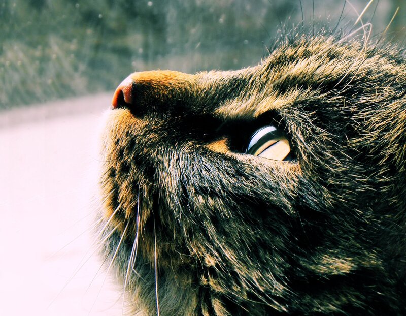 close-up of cat's face