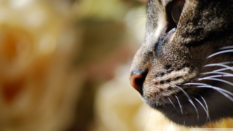 close-up of cat's face