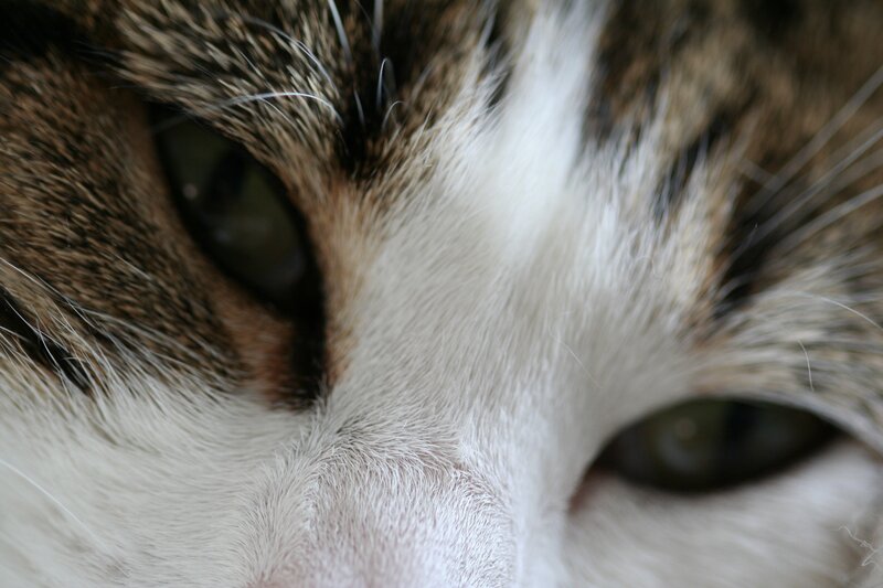 close-up of cat's face