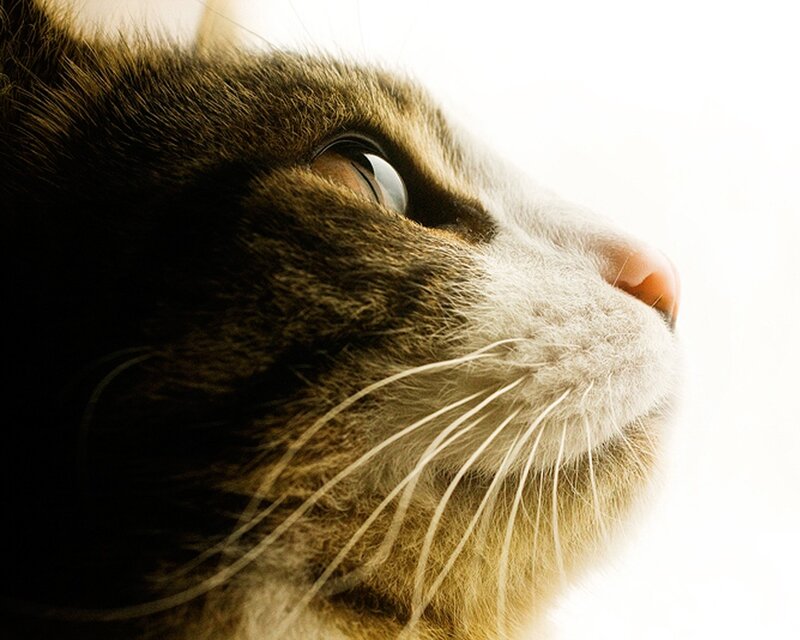 close-up of cat's face