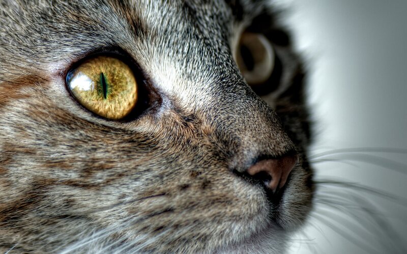 close-up of cat's face
