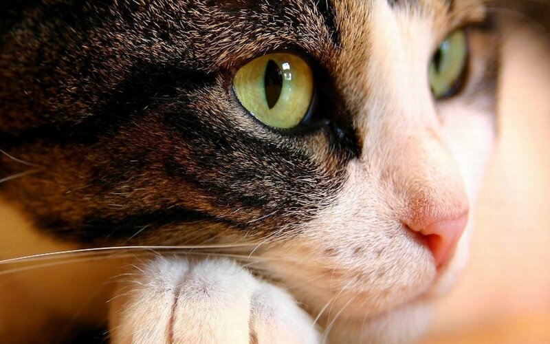 close-up of cat's face