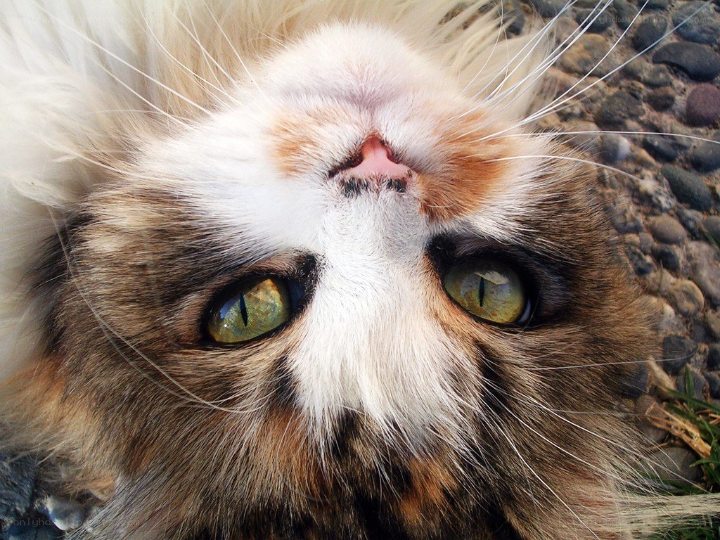 close-up of cat's face