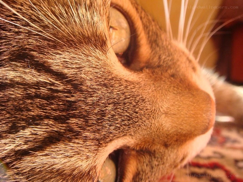 close-up of cat's face