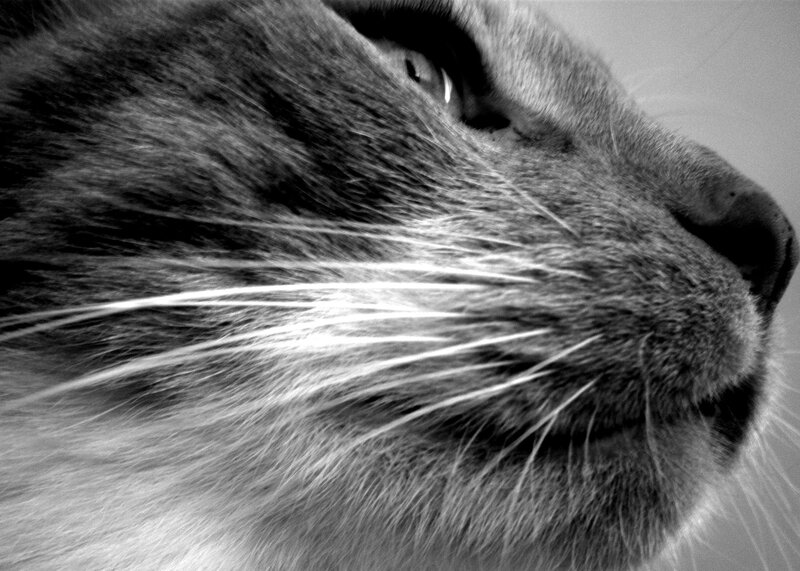 close-up of cat's face
