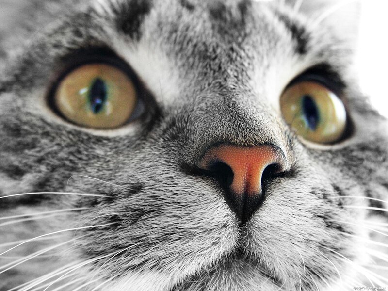 close-up of cat's face