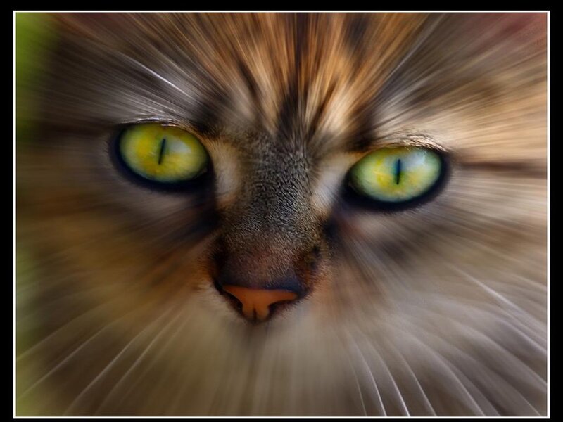 close-up of cat's face