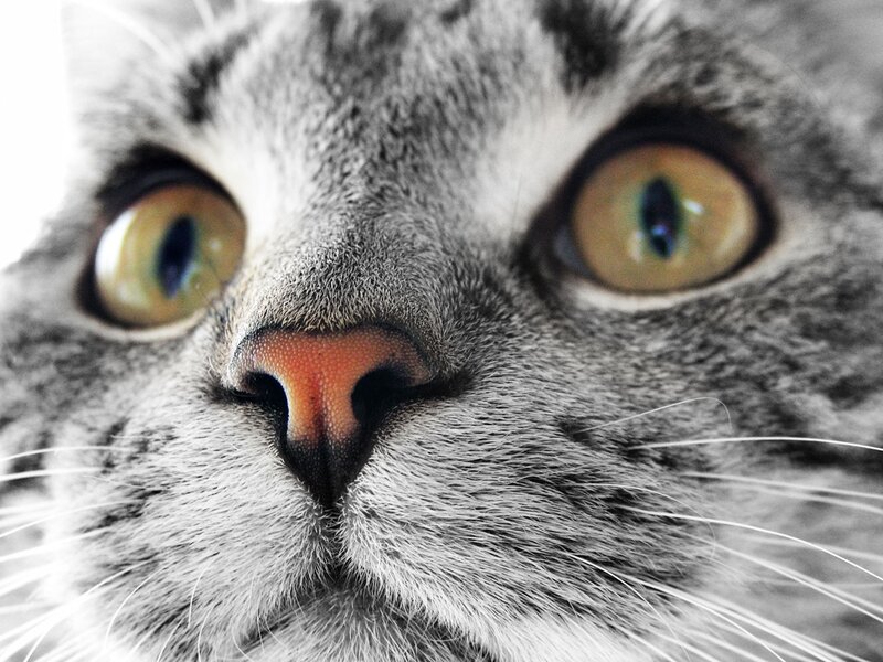 close-up of cat's face