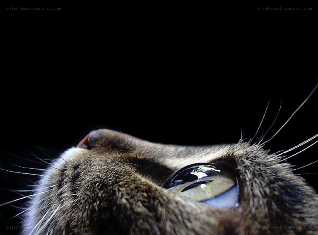 close-up of cat's face