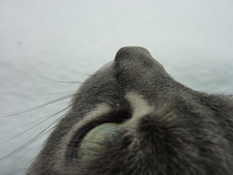 close-up of cat's face