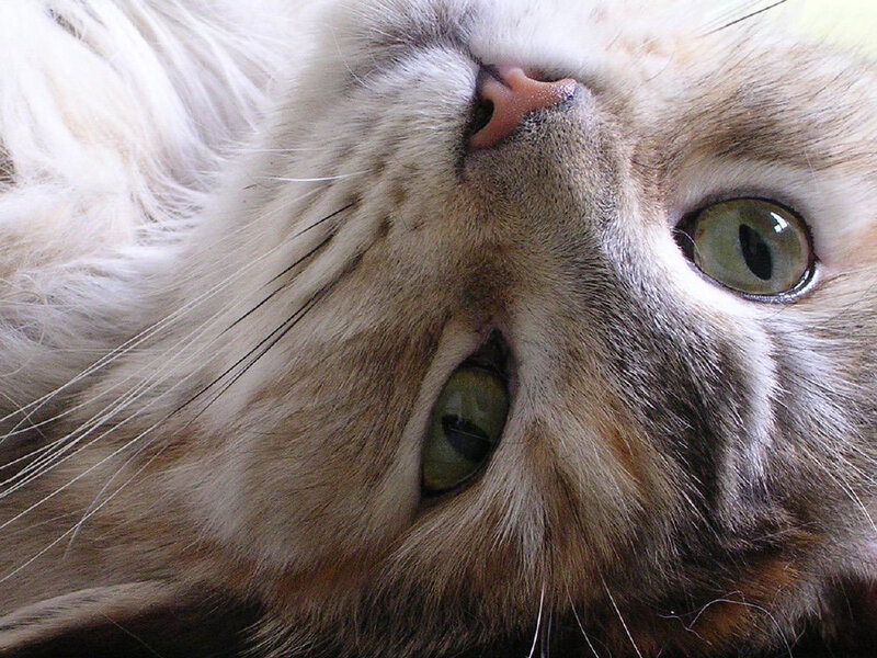 close-up of cat's face