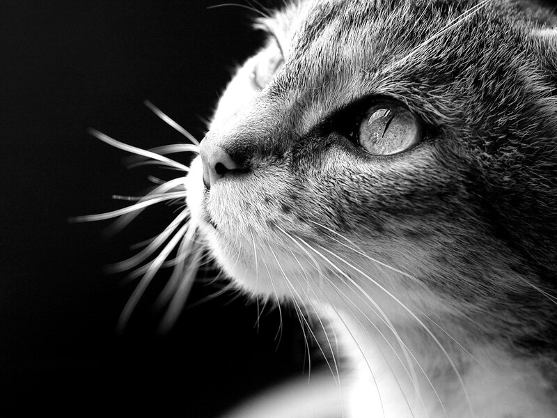 close-up of cat's face