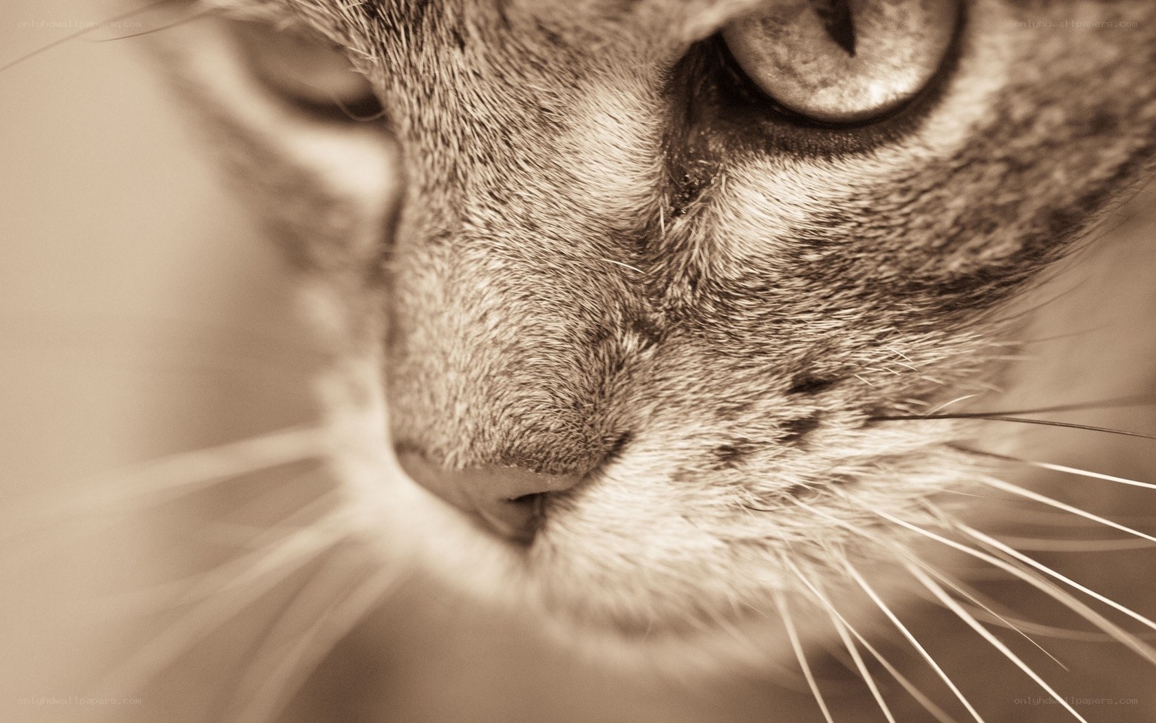 close-up of cat's face