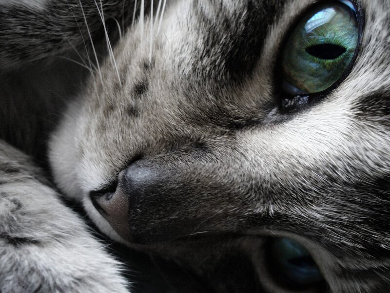 close-up of cat's face