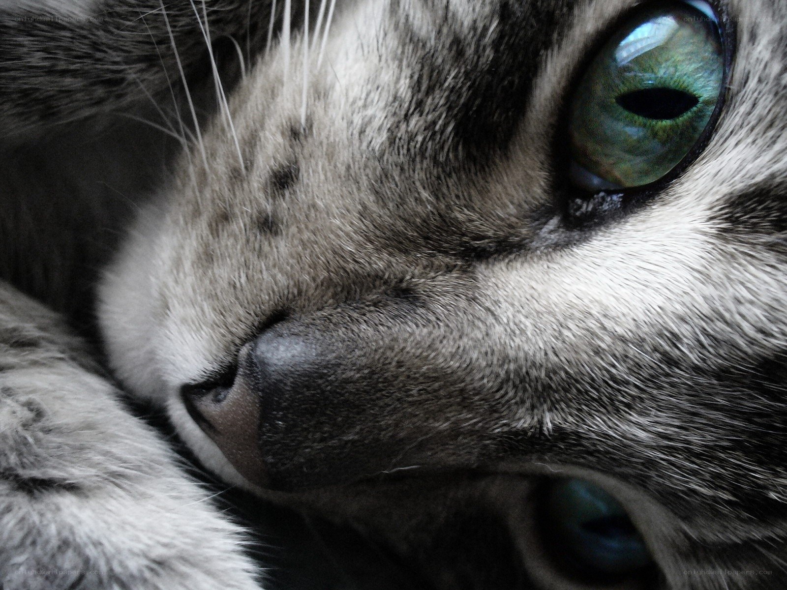 close-up of cat's face