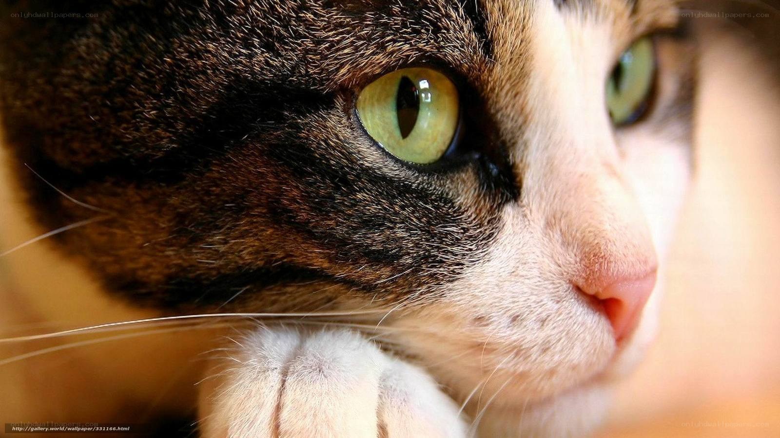 close-up of cat's face