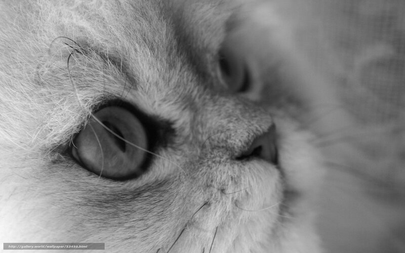 Close-up of Cat's Face — Black, Calm, Photograph