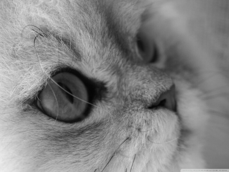 Close-up of Cat's Face — Black, Calm