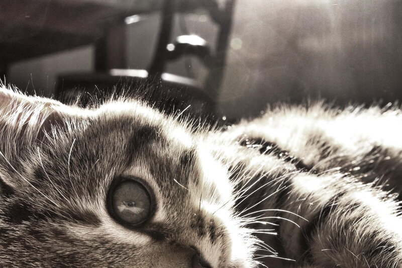 Close-up of Cat's Face — Black, Dramatic, Photograph, Cat