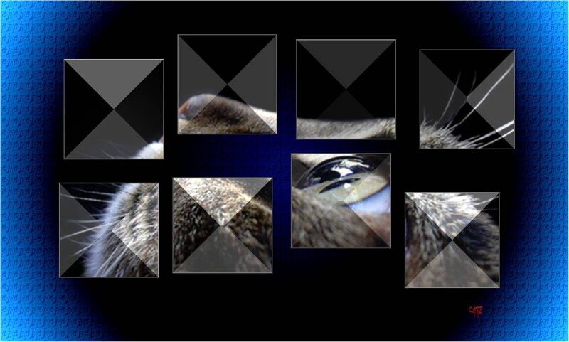 Close-up of Cat's Face — Black, Dramatic, Photograph, Eye
