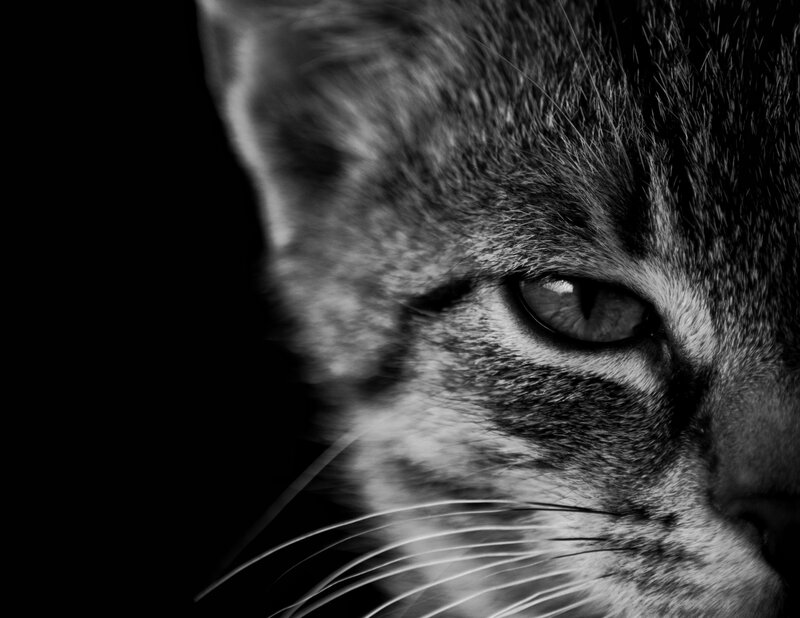 Close-up of Cat's Face — Black, Dramatic, Photograph, Eye, Whiskers, Fur