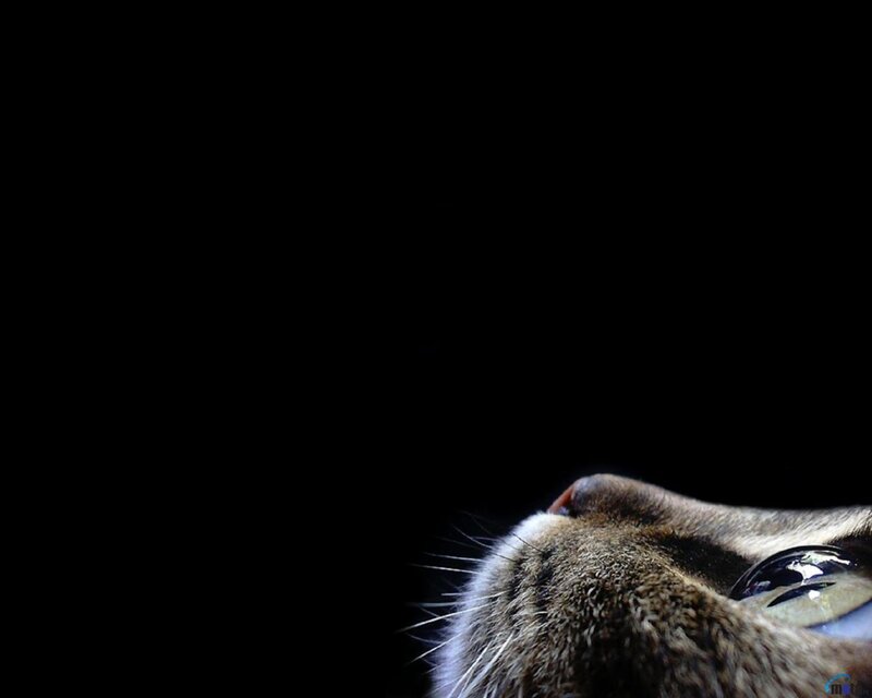 Close-up of Cat's Face — Black, Dramatic