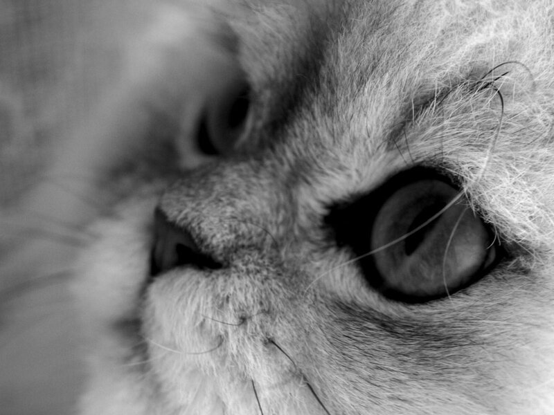 Close-up of Cat's Face — Black