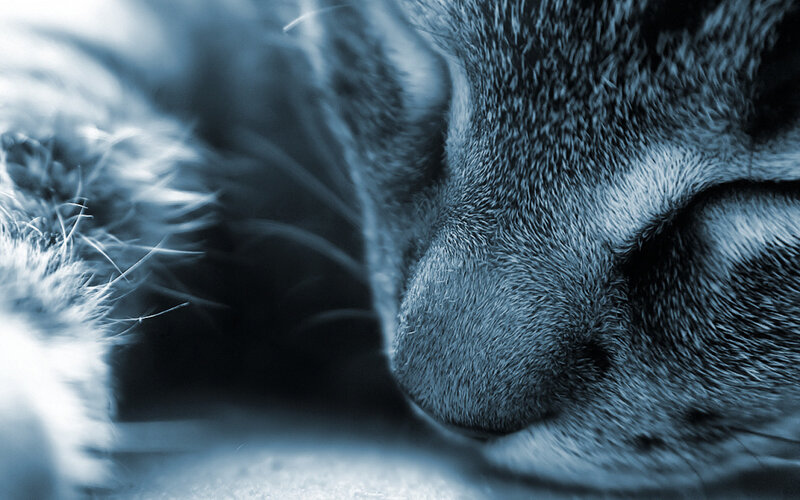 Close-up of Cat's Face — Blue