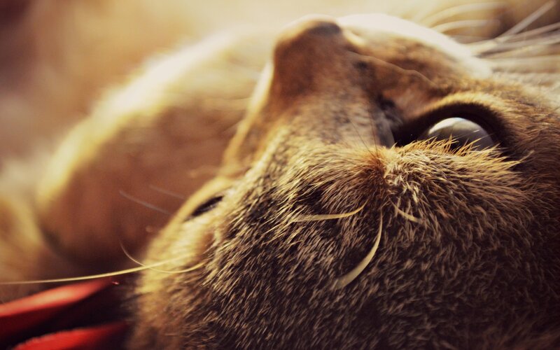 Close-up of Cat's Face — Brown, Calm, Photograph, Eye, Whiskers