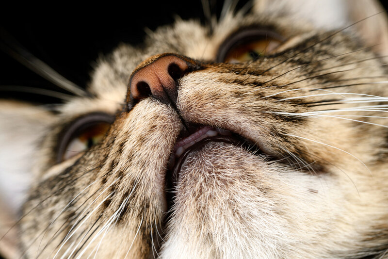 Close-up of Cat's Face — Brown, Calm, Photograph, Eyes