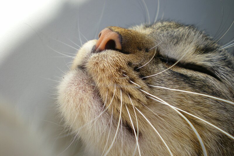 Close-up of Cat's Face — Brown, Calm, Photograph, Whiskers