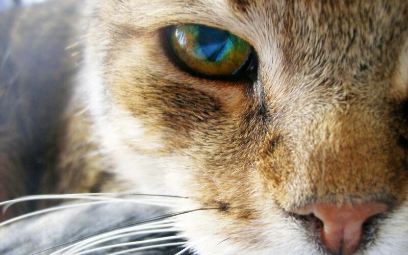 Close-up of Cat's Face — Brown, Calm