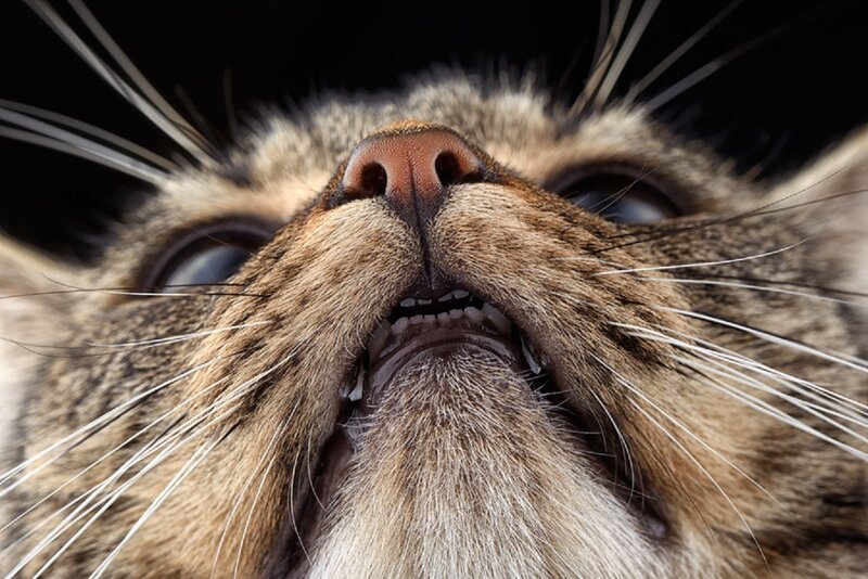 Close-up of Cat's Face — Brown, Intense