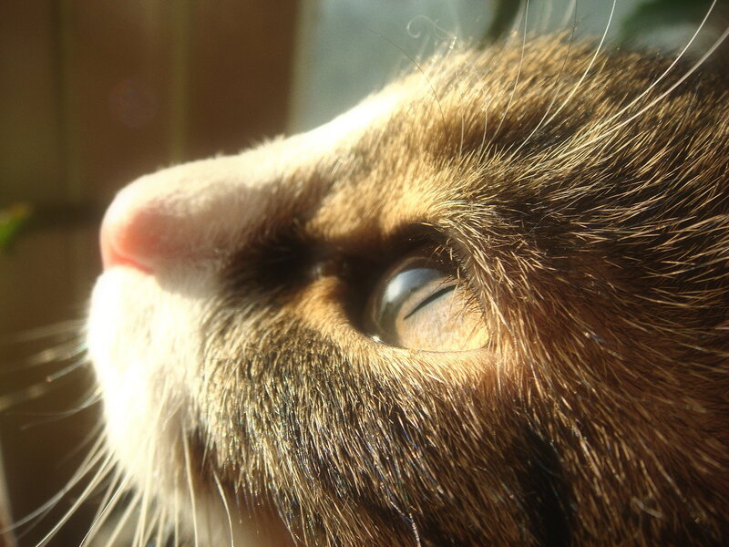 Close-up of Cat's Face — Brown, Serene