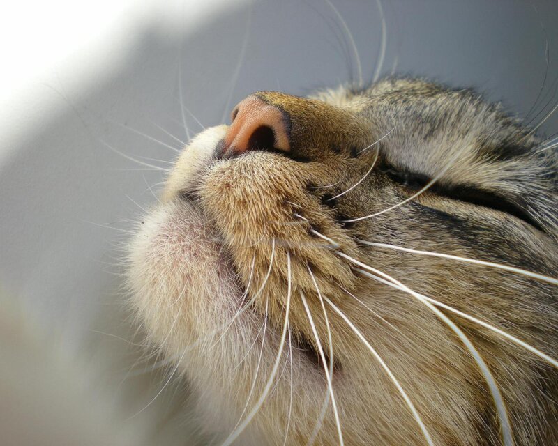 Close-up of Cat's Face — Brown