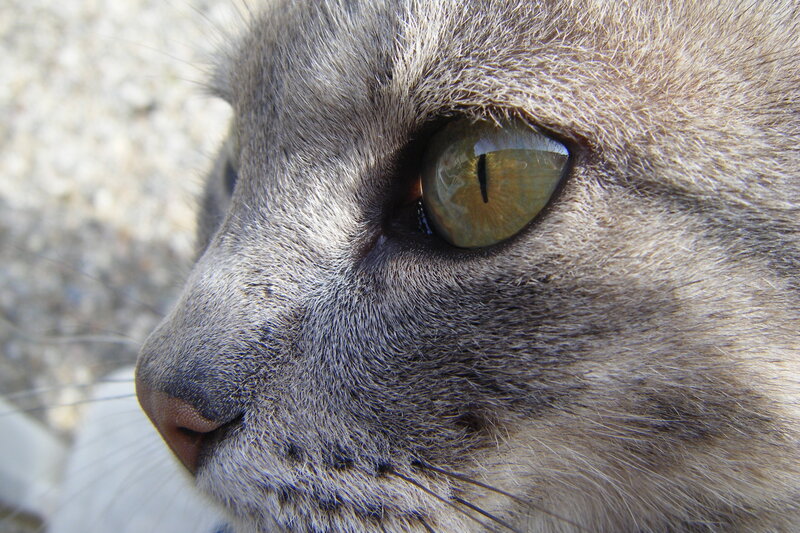 Close-up of Cat's Face — Gray, Calm