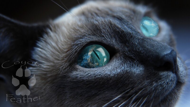 Close-up of Cat's Face — Gray, Dramatic