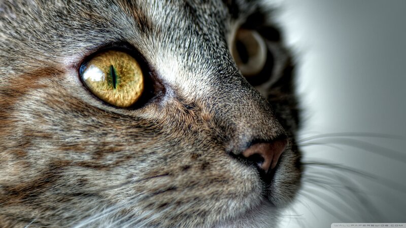 Close-up of Cat's Face — Gray, Intense