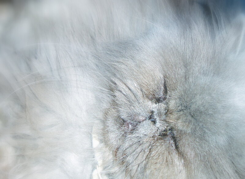 Close-up of Cat's Face — Gray