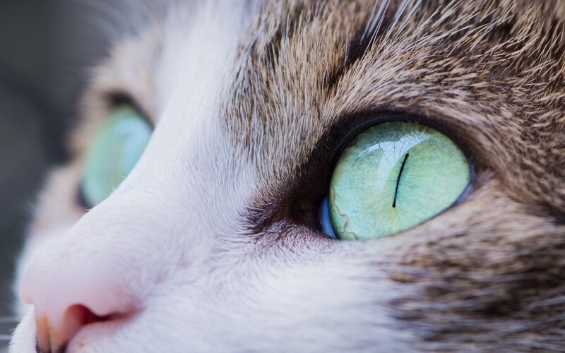 Close-up of Cat's Face — Green