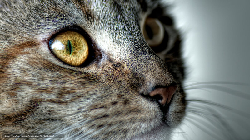 close-up of cat's face