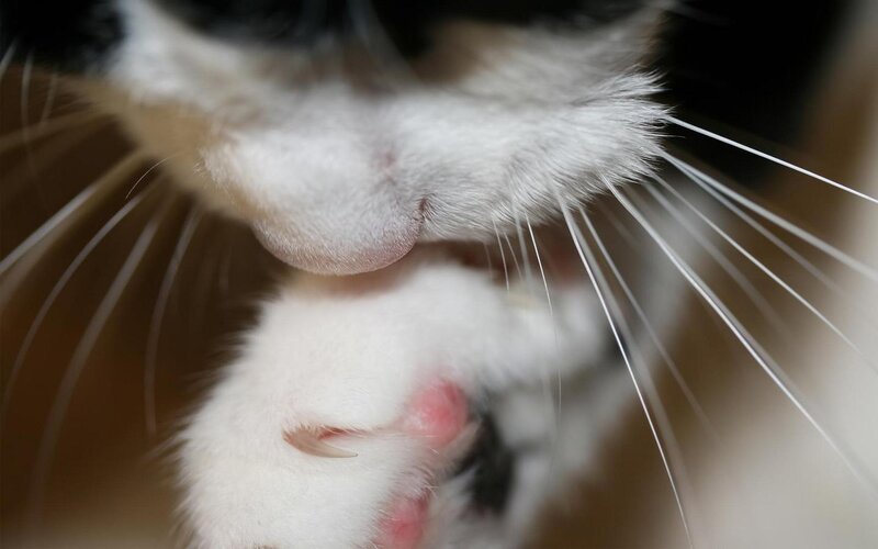 Close-up of Cat's Face — White