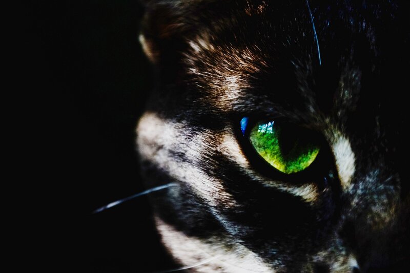 close-up of cat's green eye
