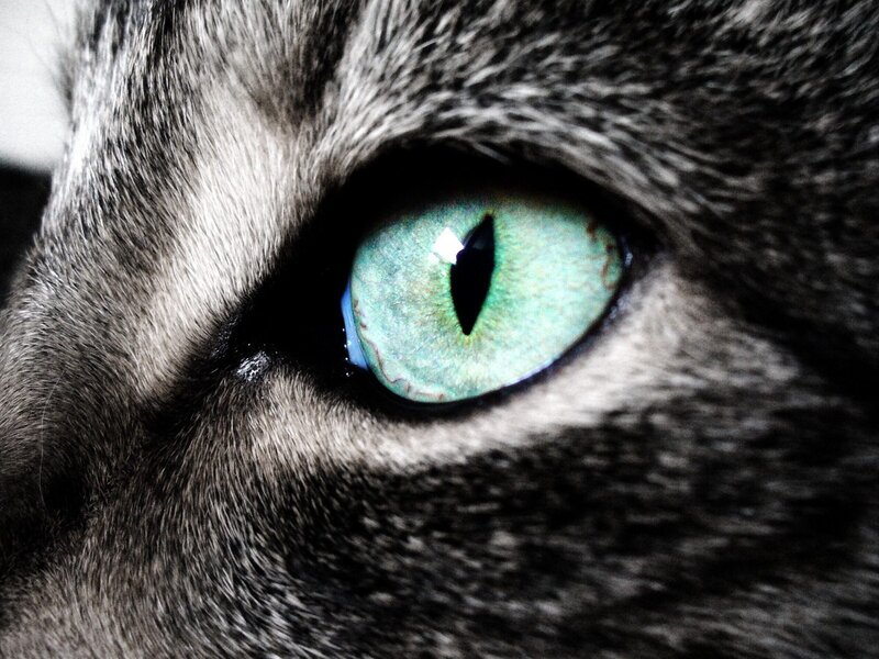 close-up of cat's green eye