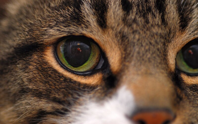 close-up of cat's green eyes