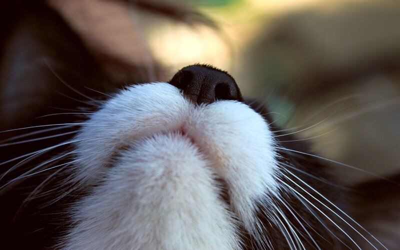 close-up of cat's nose